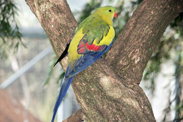 the female regent parrot is light green with an orange beak