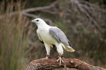 The White-bellied Sea-Eagle is the second largest raptor  found in Australia he is standing on a branch