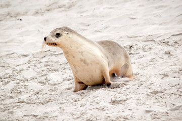 Naklejka premium the sea lion pup puts sand on its body to dry off after swimming