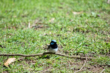the superb fairy wren a light blue cap, ear tufts, and cheeks; a black eye-stripe; dark blue-black throat; brown wings and white breast and belly. Beak of the adult male is black and legs are brown