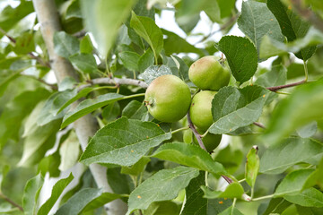 Growing apples