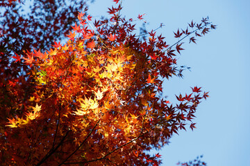 Obraz na płótnie Canvas 紅葉、真っ赤に燃える様に色づいたモミジの葉