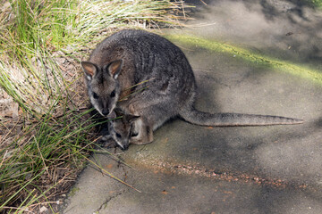 the tammar wallaby has a joey looking out of her pouch trying to eat the pellets on the ground