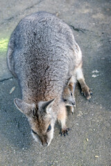 the joey wallaby is sticking out his head so he can see what is going on