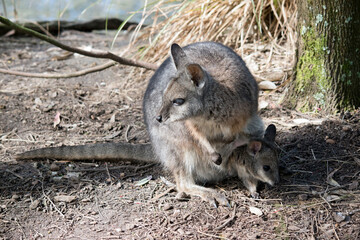 Naklejka na ściany i meble this is a close up of a tammar wallaby with a joey in her pouch