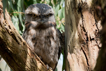 tawny frogmouths have greyish feathers, lighter below, streaked with darker grey and some reddish tints. Their large eyes have a yellow iris, and the inside of the wide, heavy beak is yellow
