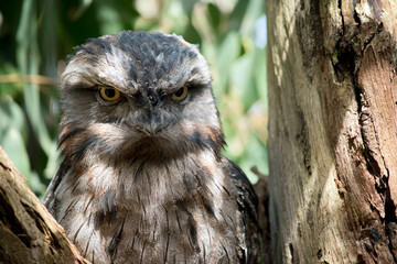 the tawny frogmout is all shades of grey so it can hide in the shadows of a tree