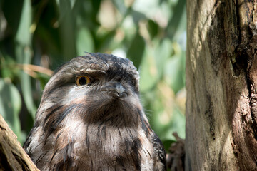 this is a close up of a tawny frogmouth