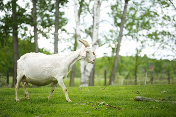 Obraz na płótnie Canvas Dairy goats on a small farm in Ontario, Canada. Saanan and Alpine goat herd grazing in a hayfield.