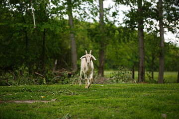 Dairy goats on a small farm in Ontario, Canada. Saanan and Alpine goat herd grazing in a hayfield.