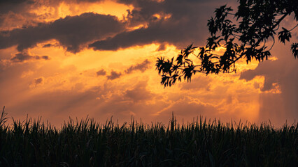 Landwirtschaft: Maisfeld am Abend