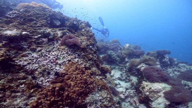 Under water film of rich and colorful coral reef with several tropical fish with a Grey Grouper fish swimming around coral reef - Thailand