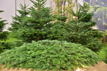 Green Christmas trees at a fair