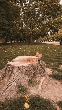 Litter squirrel on the stumb in autumn forest