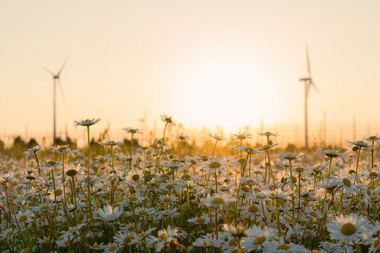 wildes, &ouml;kologisches Margeriten-Feld (Bienenweide) im Fr&uuml;hling mit Windr&auml;dern