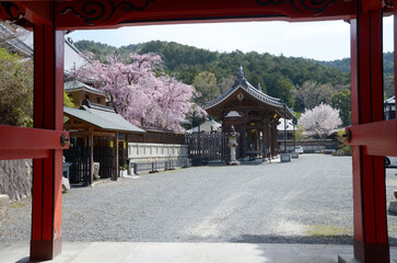 春の本圀寺　赤門から境内を望む　京都市山科区