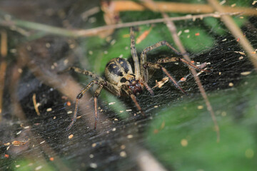 agelena labyrinthica spider macro photo