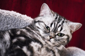 Silber tabby Britisch Kurzhaar Kätzchen