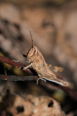 rufous grasshopper insect macro photo