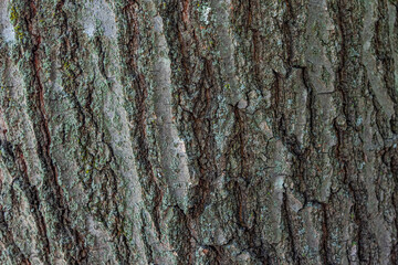 Obraz premium Natural bark texture and background closeup with green moss and lichen embossed on it