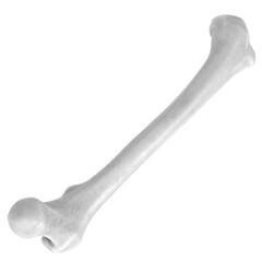 3d rendering illustration of a human femur