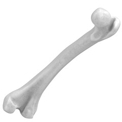 3d rendering illustration of a human femur