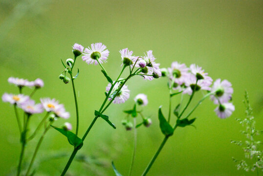 春紫苑images Browse 163 Stock Photos Vectors And Video Adobe Stock