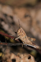 rufous grasshopper insect macro photo