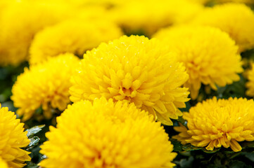 Chrysanthemums blooming in autumn