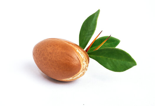 Argan nut with green leaves on isolated white background. Moroccan Argania Spinosa seed for the production of oil