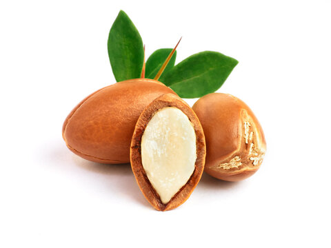 Argan nuts with green leaves on isolated white background. Moroccan Argania Spinosa seeds for the production of oil