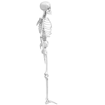3d rendering illustration of a human skeleton
