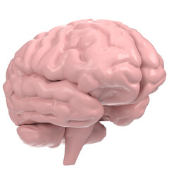3d rendering illustration of a human brain
