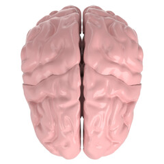 3d rendering illustration of a human brain
