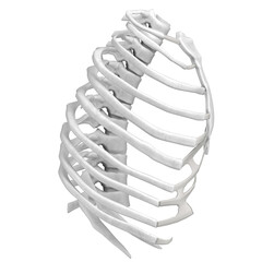 3d rendering illustration of a human rib cage