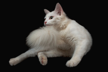 White mixed breed cat on black background