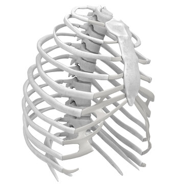 3d rendering illustration of a human rib cage