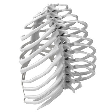 3d rendering illustration of a human rib cage