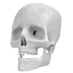 3d rendering illustration of a human skull