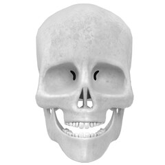 3d rendering illustration of a human skull