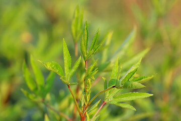 Rosella plant with a natural background in the farm.