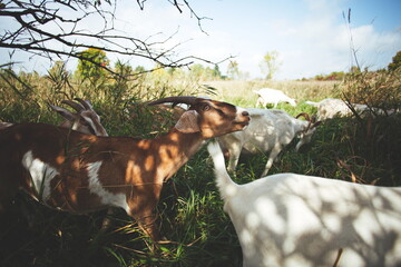Dairy goats on a small farm in Ontario, Canada. Saanan and Alpine goat herd grazing in a hayfield.