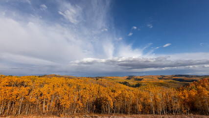 Aspen trees in autumn time at Monte Cristo overlook in Utah.