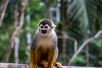 Monkey