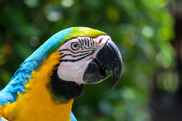 Guacamaya face