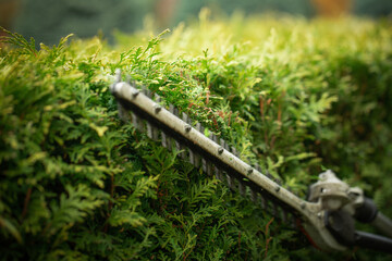 A gardener cuts thuja bushes with electric shears.