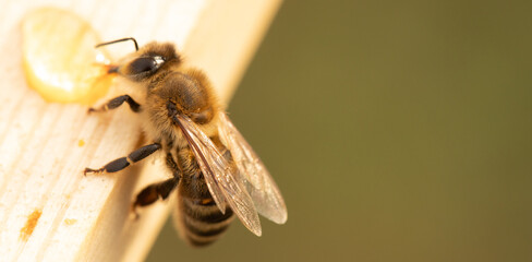 Honey bee on honeycomb close-up selective focus.