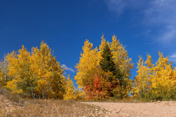 Fall foliage against blue sky in Ogden valley, Utah.