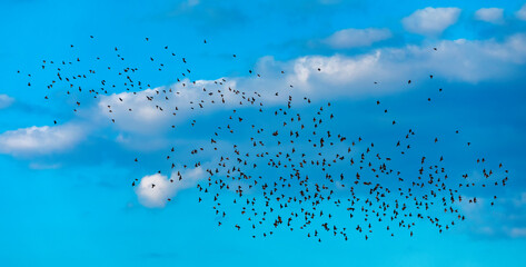 A group of birds against the background of the evening yellow-blue sky.