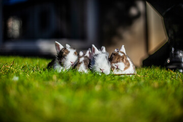 bébés lapin